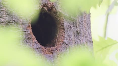 great spotted woodpecker newborn baby chick peeking, chirping and looking outside from a tree hole nest