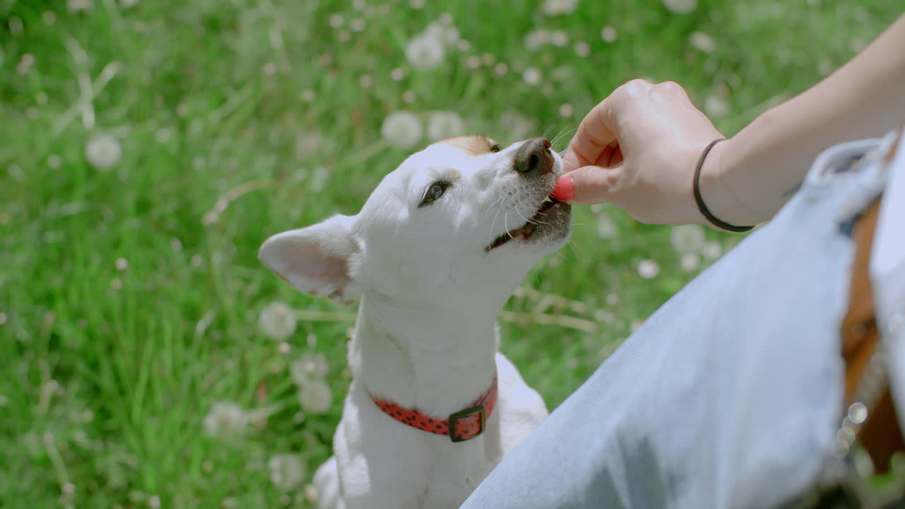 Woman feeding a Jack Russell Terrier treats in a park