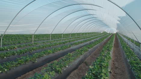 rows of organic strawberry plants growing in greenhouse nursery