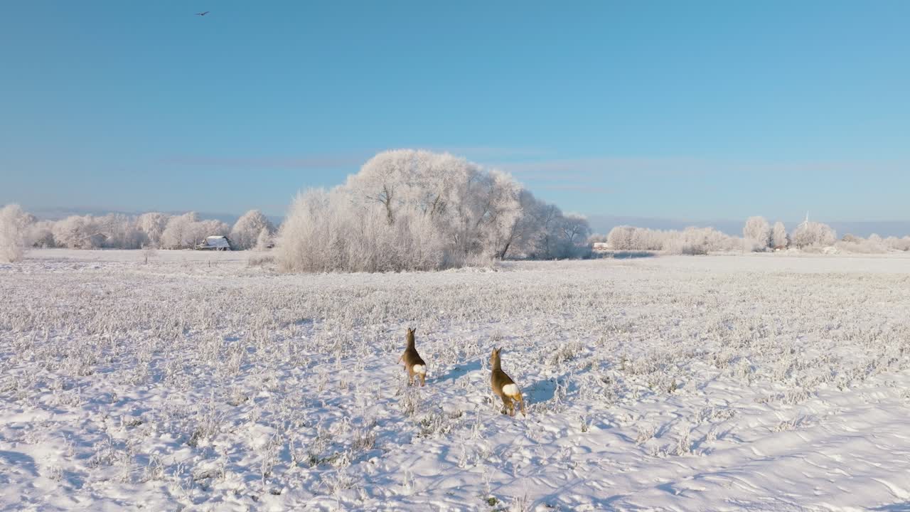 눈 덮인 농경지에서 달리는 귀여운 유럽 노루의 공중 전망, 맑은 하늘과 함께 맑은 겨울날, 광각 드론 샷이 앞으로 나아가고, 느린 동작