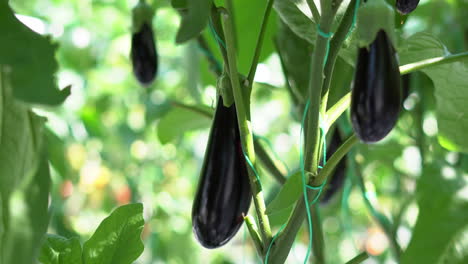 close-up of aubergine