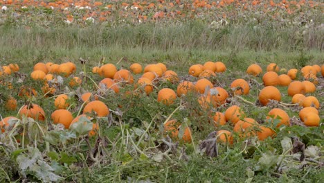static shot of orange pumpkins in a farmer&#039;s field