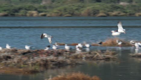 Two-flying-birds-toward-their-flok