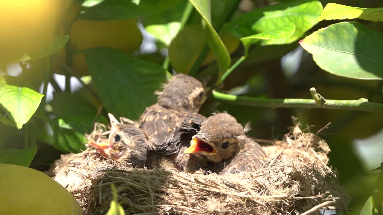 True thrush bird chicks in nest ready to fly away