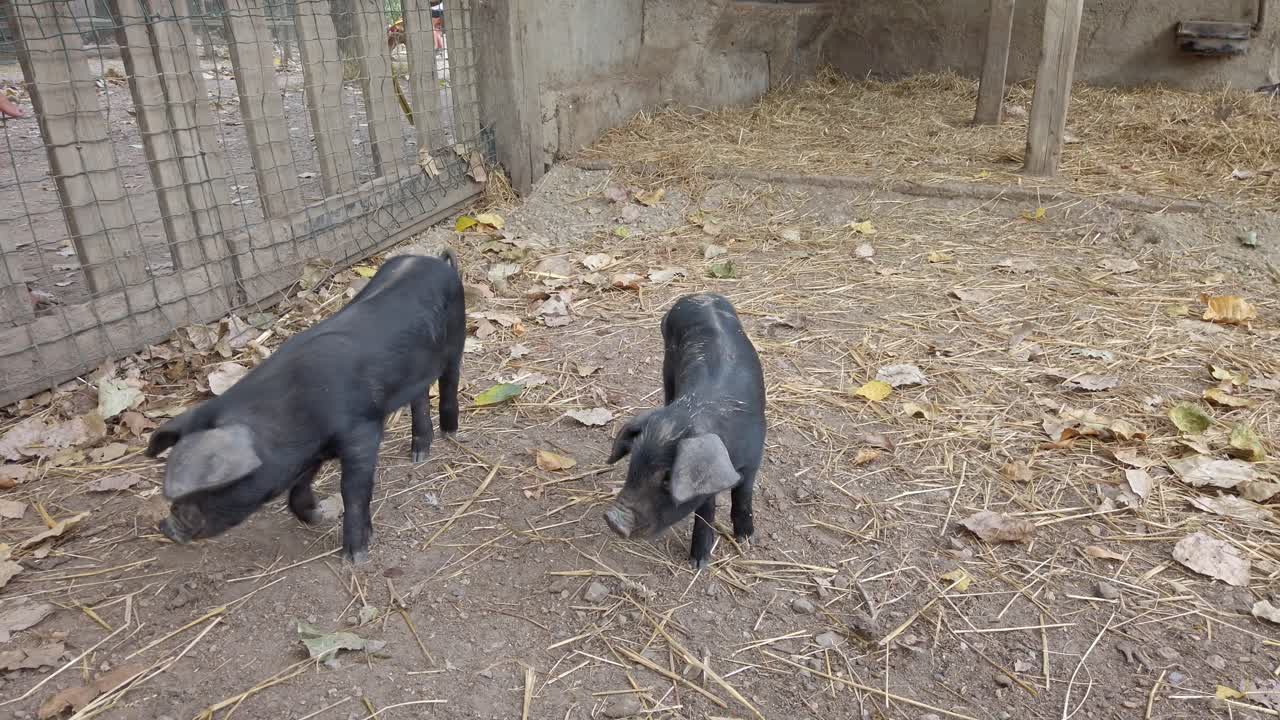 Pot bellied piglets roaming farm enclosure, curiously sniffing ground and interacting with farmer's gentle hand during autumn farming day