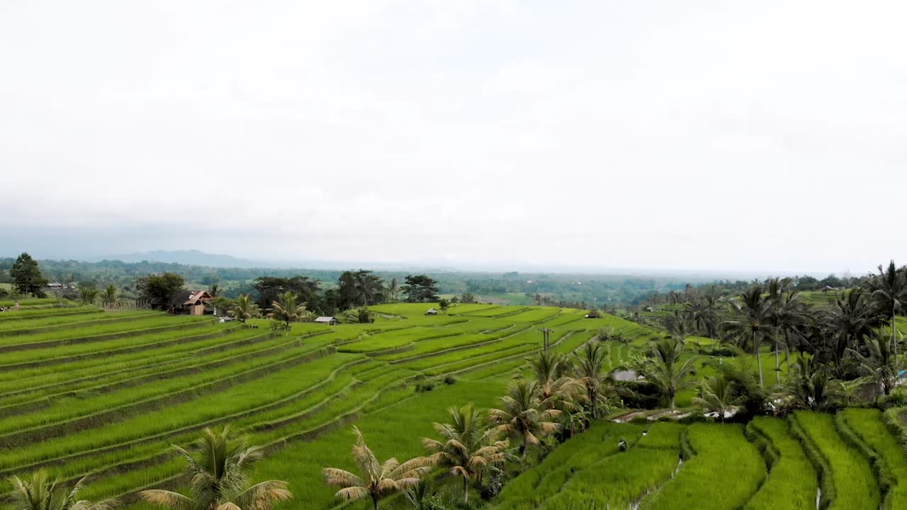 Stunning Aerial View of Rice Terraces in Bali, Indonesia