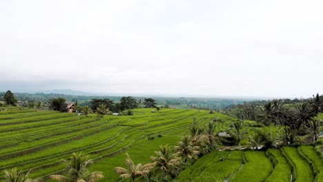 stunning aerial view of rice terraces in bali, indonesia