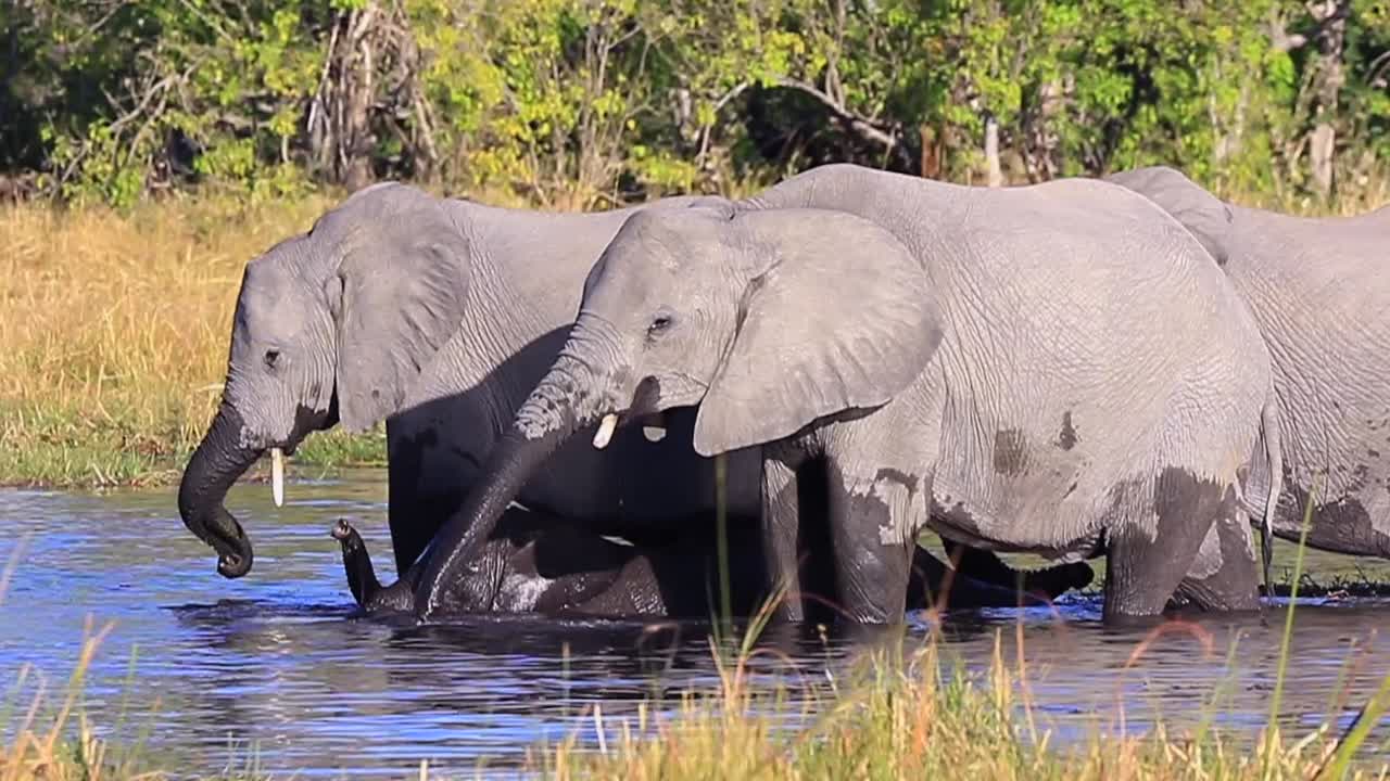 Afrikanske savanneelefantunger leger i vandet ved de voksnes fødder.