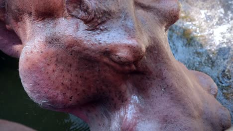 close-up of a hippopotamus eating and drinking in a pond in captivity at the chiang mai zoo in chiang mai, thailand