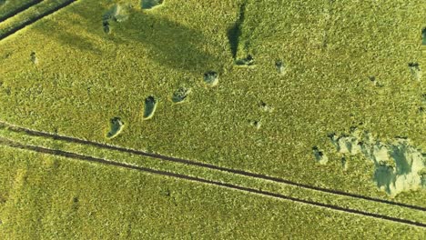 Aerial-view-of-vibrant-green-fields-with-tractor-tracks-creating-interesting-patterns