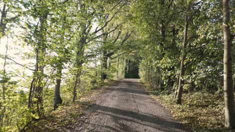 scenic path through a lush green forest