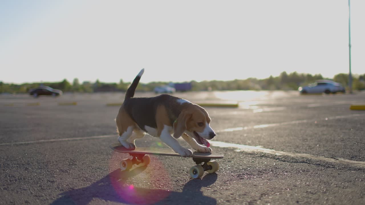 Vista laterale di un cane beagle che va in skateboard. Rallentatore