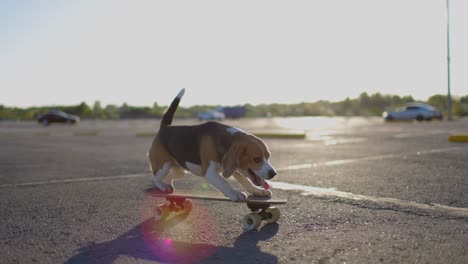 side view of a beagle dog riding a skateboard. slow motion