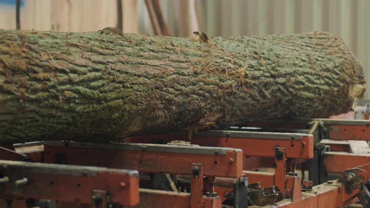 Large Log Moving on a Conveyor Belt in a Sawmill