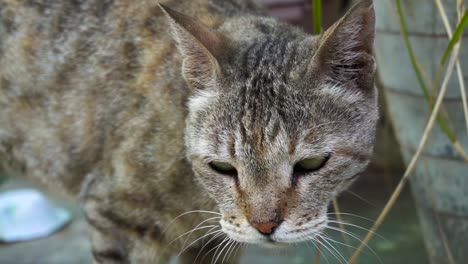 lindo gato macho común indio