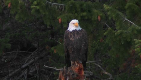 an american bald eagle sits on a tree branch 1