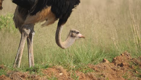 follow shot of male ostrich bending long neck to eat grass in savanna