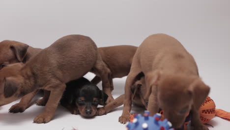 bunch of adorable miniature pinschers puppies with dog toys close-up, white background