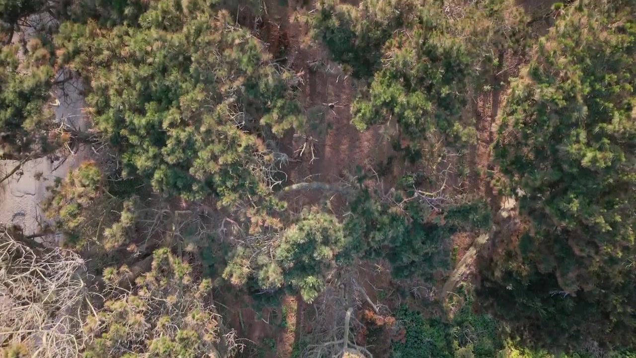 Voo lento e frontal sobre as copas das árvores de um pinhal à beira da estrada com árvores mistas no início da primavera, algumas ainda a brotar folhas, sob um sol brilhante.