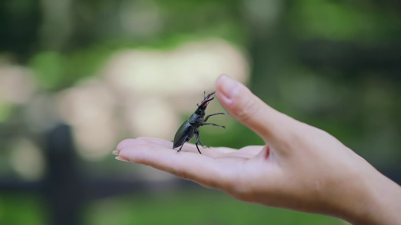 Stag beetle in hand. Lucanus cervus. Fighting beetles