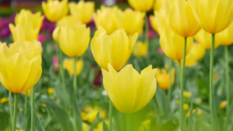 beautiful yellow tulips in a garden