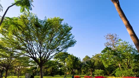 trees and flowers in a peaceful park setting