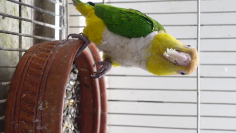 parrot in a cage eating