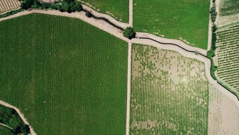 60-fps-drone-footage-of-a-nice-chilean-valey-landscape-full-of-vineyard