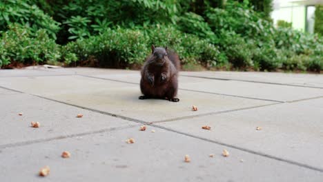 Süßes-Schwarzes-Eichhörnchen,-Das-Nüsse-Im-Hinterhof-Isst