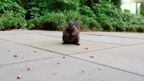linda ardilla negra comiendo nueces en el patio trasero