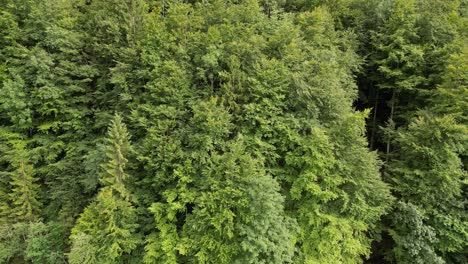 aerial panning view of green alpine trees in switzerland forest