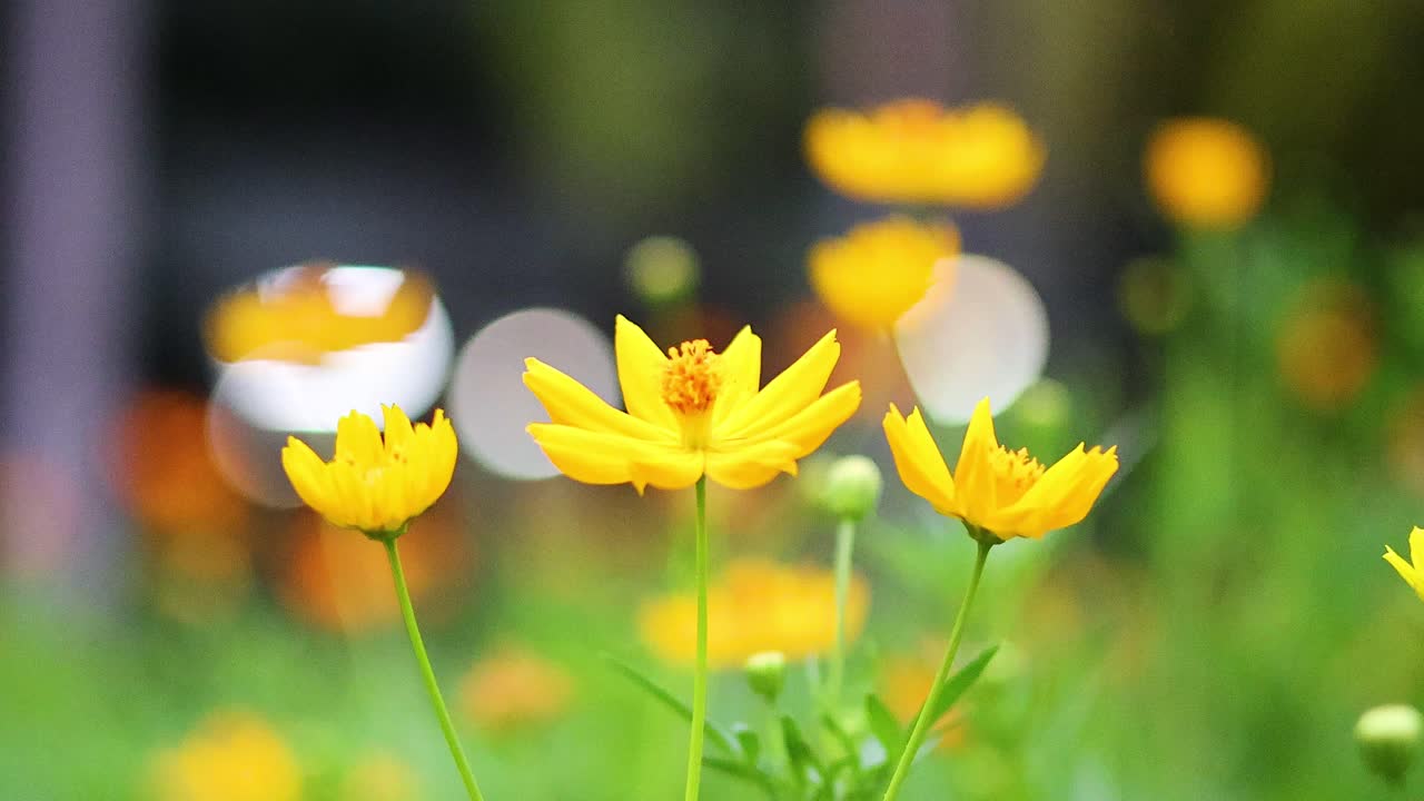 활기찬 노란색 꽃이 정원에서 부드럽게 흔들리고 있습니다.
