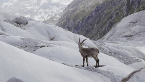 mountain goat on a glacier