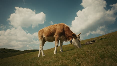 young cow grazing on a mountain meadow