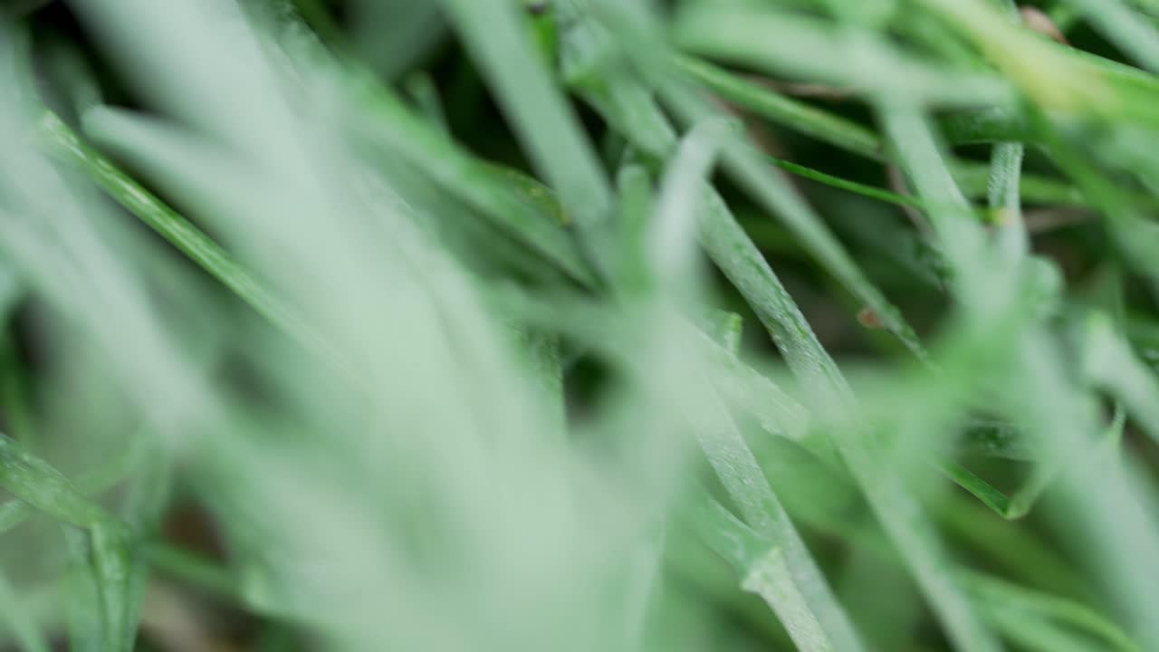 панировка листьев растущего в открытом грунте зеленого шнитт-лука