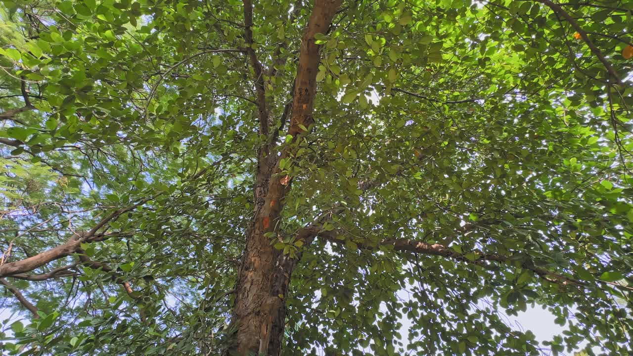 Low circling view beneath a jackfruit tree, branches stretching wide with dense green leaves shimmering in sunlight, forming a textured canopy against the bright blue sky