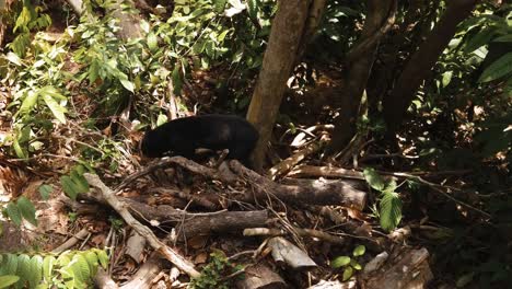 los osos malayos en peligro de extinción deambulan por el suelo de la selva tropical en su hábitat natural de borneo