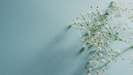 video of multiple white flowers and copy space on blue background