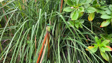 Approaching-to-a-impressive-green-hummingbird-perched-on-branch-in-the-jungle