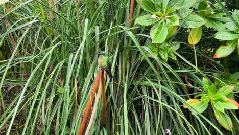 acercándose a un impresionante colibrí verde encaramado en una rama de la jungla