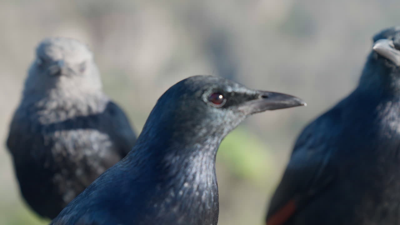 Close up shot of three black crows