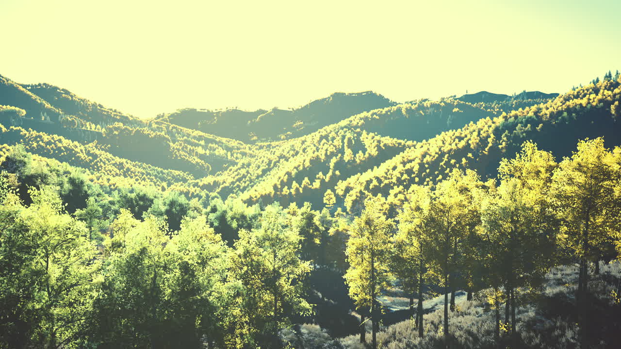 아름다운 오렌지와  ⁇ 은 가을 숲