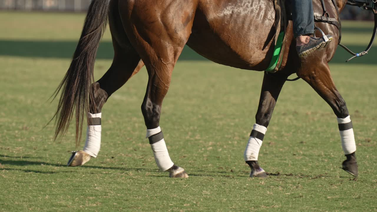 zoom de bajo nivel en el disparo capturando un caballo con envolturas de polo en sus piernas, galopando en el campo con jinete montado a caballo durante un partido de pelota de pató