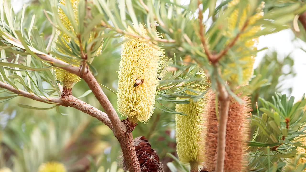 Close-up of vibrant Banksia flowers with bees, captured in natural light along the scenic Great Ocean Road