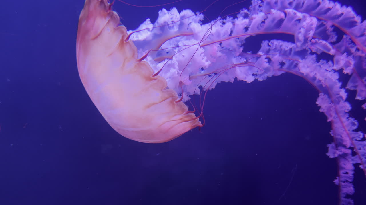 물에서 수영하는 두 개의 빨간 해파리