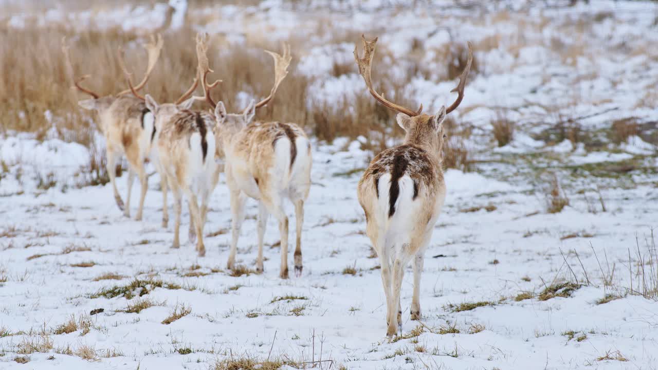 Fallow deer herd walks away through winter field, Latvia captured in slow motion