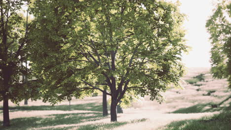 A scenic view of a forest with green trees and tall grass in the sunlight