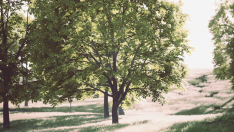 a scenic view of a forest with green trees and tall grass in the sunlight