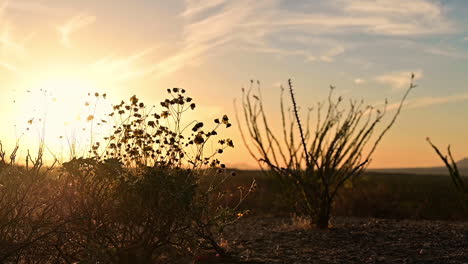 silhouette of swaying desert plants at sunset