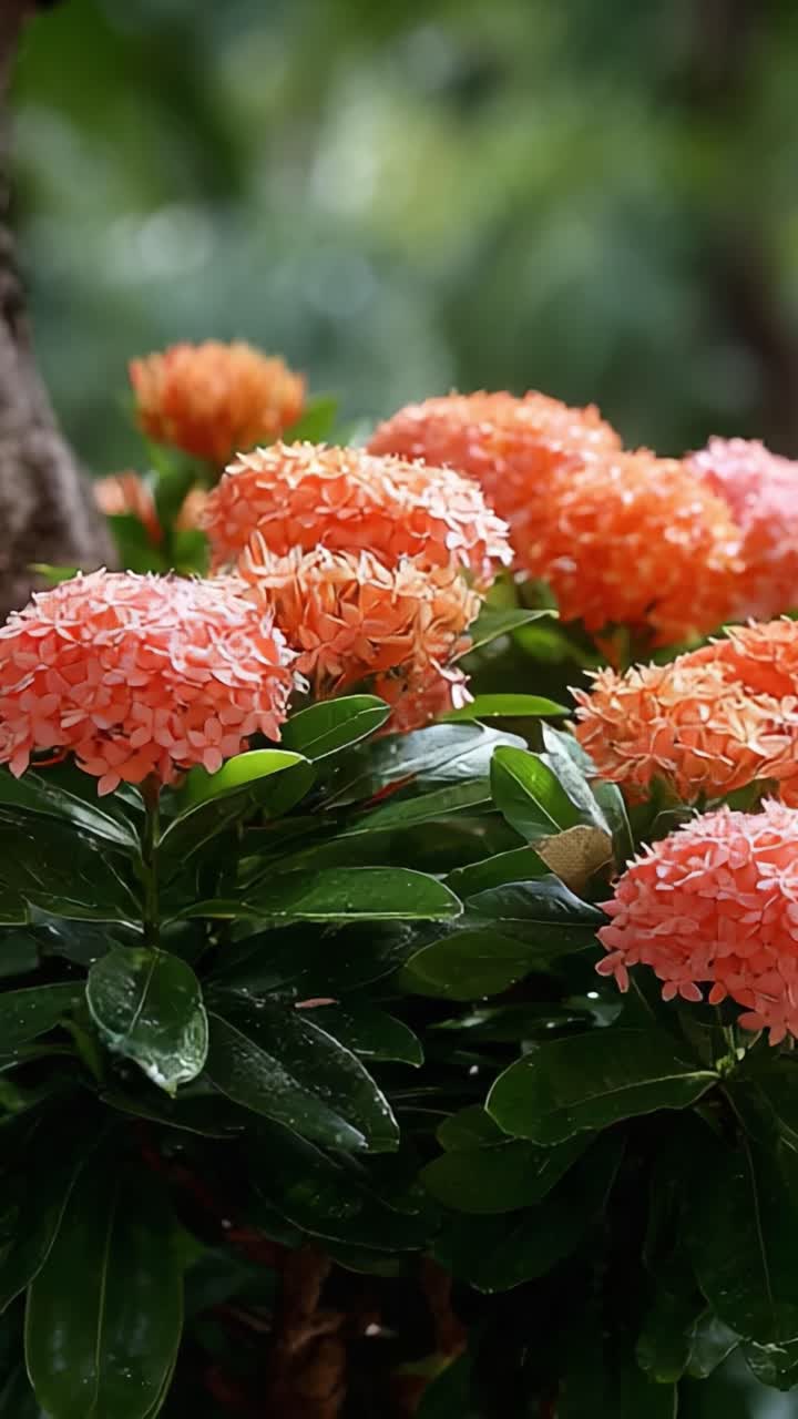 A Beautiful Display of Vibrant Orange Flowers Amidst Lush Green Foliage Capturing the Essence of Nature's Splendor in a Serene Outdoor Setting